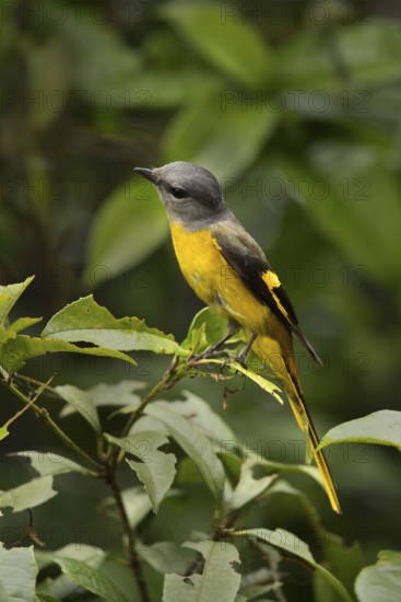Grey-chinned Minivet (Pericrocotus solaris) female perched on a branch, Fujian, China