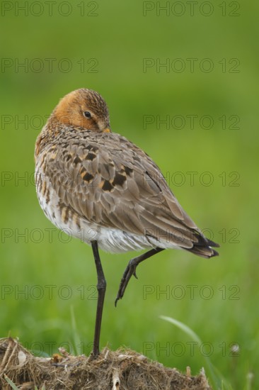 Black-tailed Godwit (Limosa limosa), Netherlands