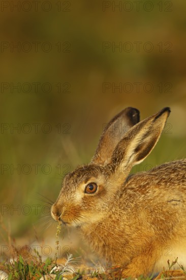 European brown hare (Lepus europaeus) juvenile leveret feeding in grassland in summer, England, United Kingdom