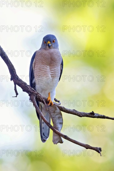Schikra, Schikrasperber, (Accipiter badius), goshawk family, Brufut woods, Brufut, South Bank, Gambia