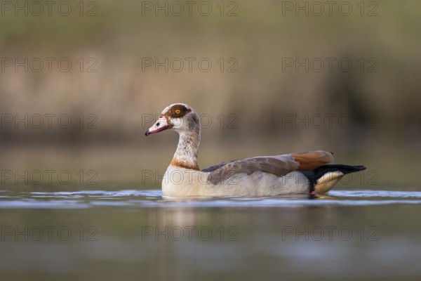 Egyptian Goose (Alopochen aegyptiaca) female, North Rhine-Westphalia, Germany