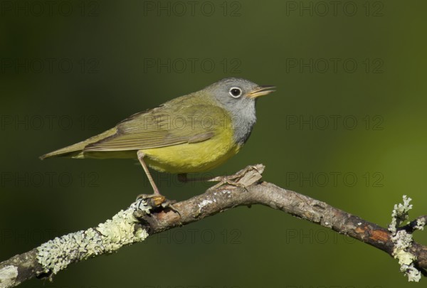 Connecticut Warbler (Oporornis agilis), Wisconsin, USA