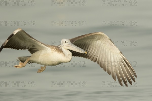 Pink-backed Pelican (Pelecanus rufescens) juvenile flying, Gambia