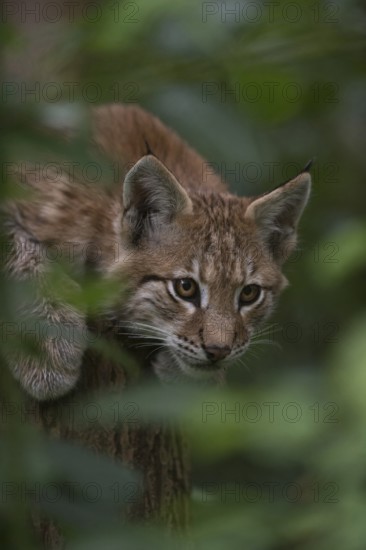 Eurasian Lynx (Lynx lynx) immature hiding in tree, North Rhine-Westphalia, Germany