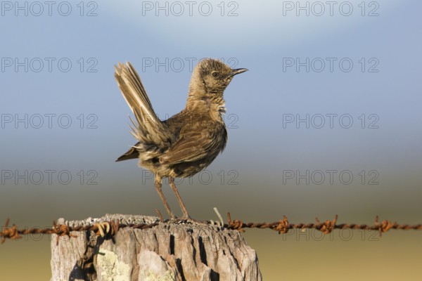 Brown Songlark (Megalurus cruralis) male perched on a barbed wire fence, Victoria, Australia