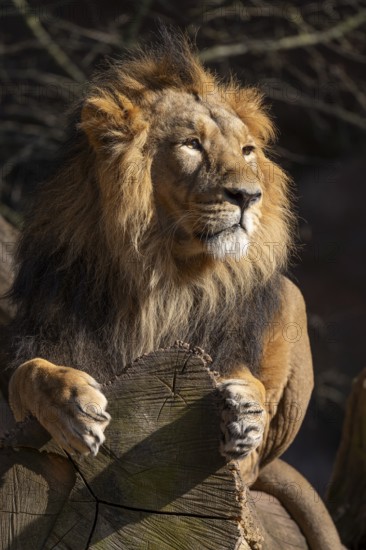 Asiatic Lion (Panthera leo persica), male lying on a tree trunk and looking attentively, occurring in India, captive
