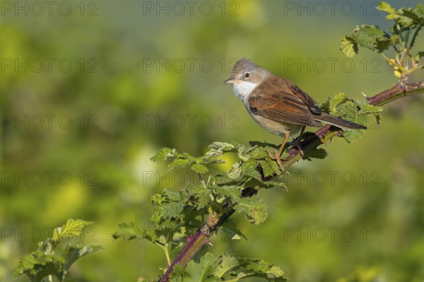 Common whitethroat (Sylvia communis), Fauvette grisette, Curruca Zarcera, Songbird, Shrub Wren, Wachenheim, Hockenheim, Baden-Württemberg, Germany