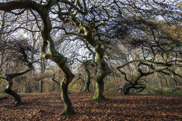 Süntelbuchen (Fagus sylvatica), cripple beeches, Hexenwald, Semper Forest Park, near Lietzow, Rügen, Mecklenburg-Western Pomerania, Germany