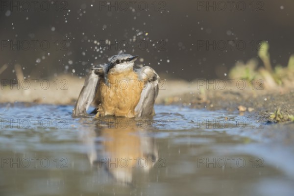 Eurasian Nuthatch (Sitta europaea) bathing, Aosta Valley, Italy