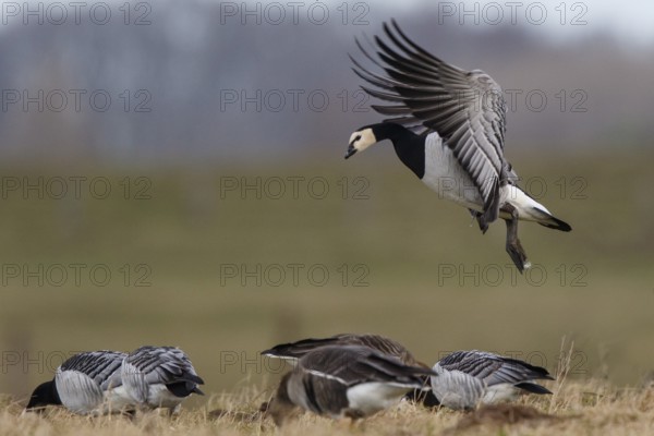 Barnacle Goose (Branta leucopsis) landing, North Rhine-Westphalia, Germany