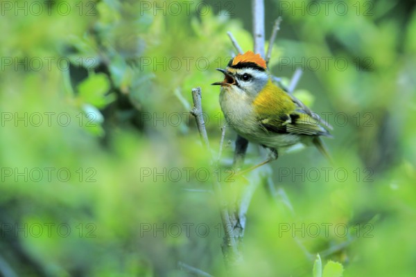 Common Firecrest (Regulus ignicapilla) male singing, Andalusia, Spain