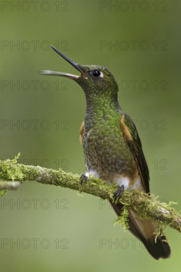Buff-tailed Coronet (Boissonneaua flavescens) singing, Ecuador