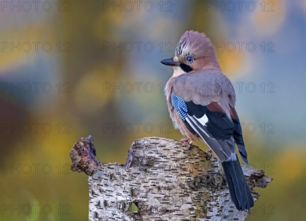 Eurasian Jay (Garrulus glandarius) perched on a tree stump, Saxony-Anhalt, Germany