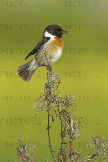 European Stonechat (Saxicola rubicola) male, Rhineland-Palatinate, Germany