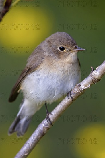 Little Flycatcher, rare songbird, (Ficedula parva), Europe, Germany, Heligoland Island, genus of Cave Flycatcher, perching site, Heligoland, Schleswig-Holstein, Germany