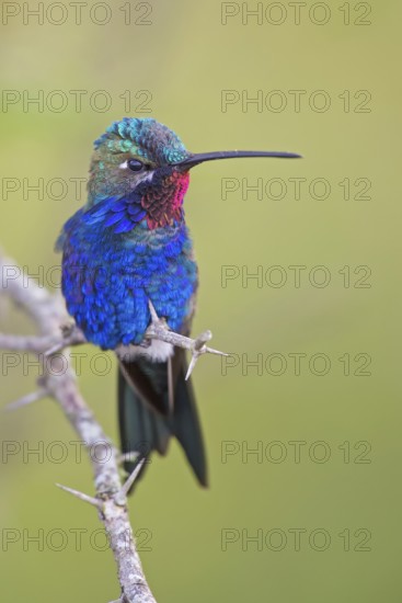 Blue-tufted Starthroat (Heliomaster furcifer) Corrientes, Argentina