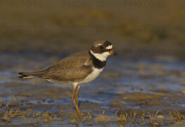Canada, Manitoba, breeding adult, June
