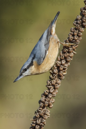 Eurasian Nuthatch (Sitta europaea), perched on a branch, Galicia, Spain