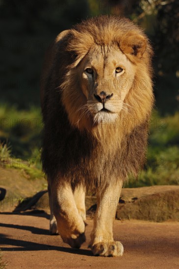 African lion (Pathera leo), male, captive, occurrence in Africa