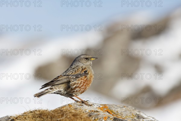 Alpine Accentor (Prunella collaris), Valais, Switzerland