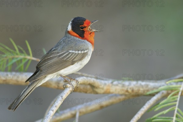 Red-faced Warbler (Cardellina rubrifrons) perched on a branch in southern Arizona, USA