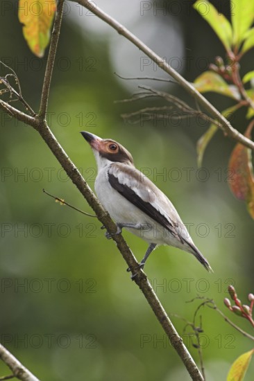 Masked Tityra (Tityra semifasciata) male, Costa Rica