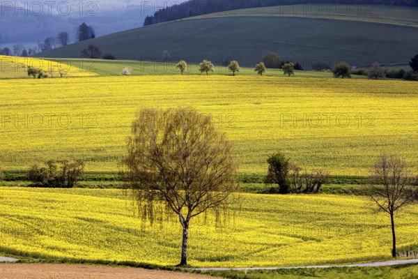 Landscape near Uslar, district of Northeim, Weser Uplands, southern Lower Saxony, Germany