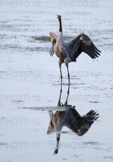 Crane (Grus grus) standing with open wings in the shallow water zone of a lake, reflection in the water, Lower Saxony, Germany