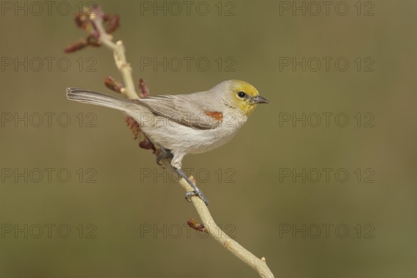 Verdin (Auriparus flaviceps), California, USA
