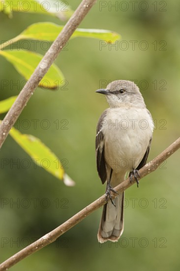 Northern Mockingbird (Mimus polyglottos), Bahamas
