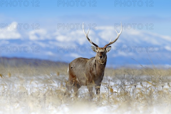 Sika deer, Cervus nippon yesoensis, on the snowy meadow, winter mountains and forest in the background, animal with antlers in the nature habitat, winter scene from Hokkaido, Japan. Wildlife nature