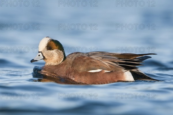 American Wigeon (Mareca americana) male, British Columbia, Canada
