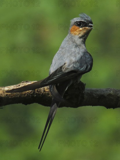 Crested Treeswift (Hemiprocne coronata) male, Maharashtra, India