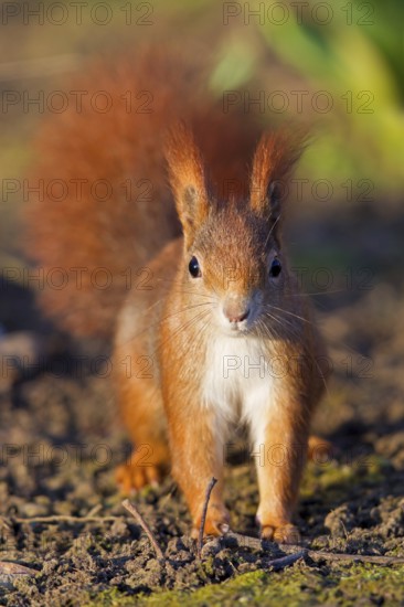 Squirrels, (Sciurus vulgaris), animals, mammals, tree squirrels, squirrel family, foraging, biotope, habitat, Luisenpark, Mannheim, Baden-Württemberg, Federal Republic of Germany