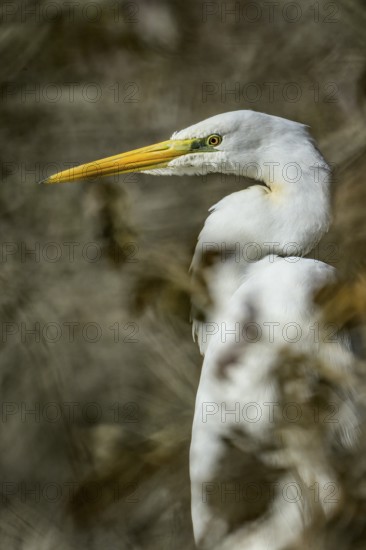 Great White Egret (Ardea alba), portrait, bushes, Lower Austria