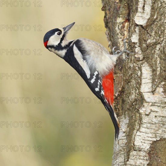 Great spotted woodpecker (Dendrocopus major), male, foraging on the trunk of a common birch (Betula pendula), wildlife, woodpeckers, nature photography, autumn, Wilnsdorf, North Rhine-Westphalia