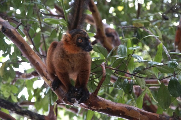 Lemur, Madagascar, Red Vari, Varecia Ruba, National Park, Madagascar