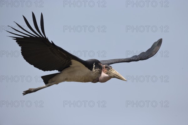 Marabou Stork (Leptoptilos crumenifer) flying, Semuliki National Park, Uganda