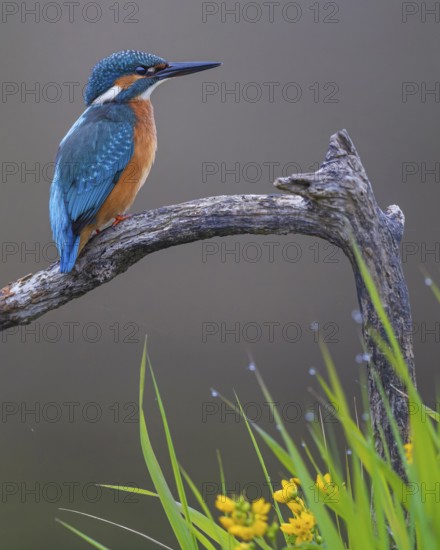 Common kingfisher (Alcedo atthis) Indicator for clean watercourses, juvenile bird, habitat, flying gem, Middle Elbe River Landscape, Middle Elbe Biosphere Reserve, Saxony-Anhalt, Germany