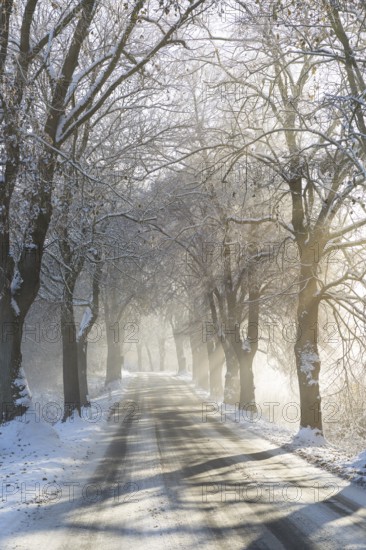 Snow-covered road, wintry avenue with fog and sun near Neukloster, Mecklenburg-Vorpommern, Germany