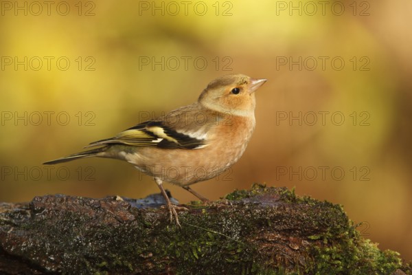 Common Chaffinch (Fringilla coelebs) male, Utrecht, Netherlands