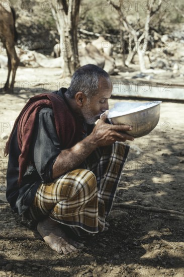 Ali drinking milk after milking one of his camels (camelus dromedarius), camel farm of Sheikh Ahmed Ali Al-Mahri, Sarfeit, Dhofar, Oman