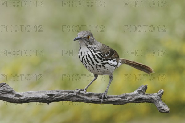 Long-billed Thrasher (Toxostoma longirostre), Texas, USA