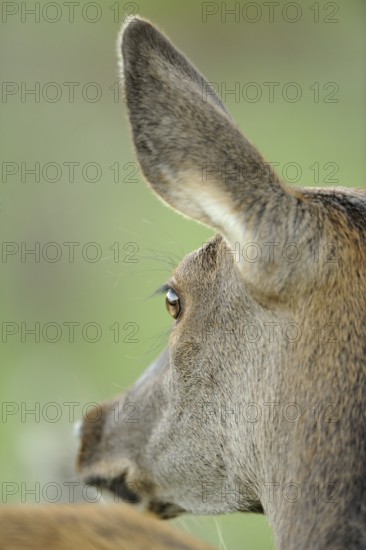 Close-up of a deer, focussing on the ear and the details of the fur in nature, red deer (Cervus elaphus), Bavaria