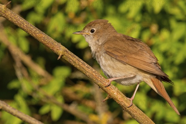 Nightingale, (Luscinia megarhynchos), animals, bird, songbird, family of passerines, classification as thrush and flycatcher, Nahe valley, Bad Kreuznach district, Rhineland-Palatinate, Federal Republic of Germany