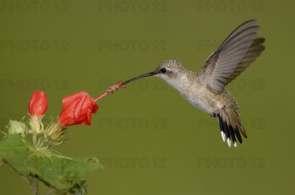 Black-chinned Hummingbird (Archilochus alexandri), Texas, USA