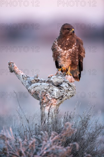 Common Buzzard (Buteo buteo), Castile-La Mancha, Spain