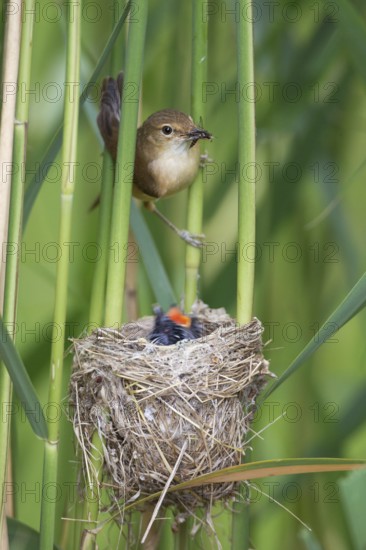 Common Cuckoo & Eurasian Reed Warbler (Cuculus canorus & Acrocephalus scirpaceus) Eurasian Reed Warbler feeding juvenile Common Cuckoo in nest, Saxony-Anhalt, Germany