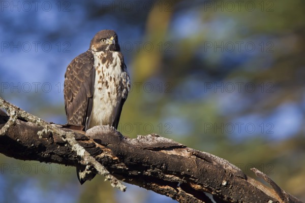 Augur Buzzard (Buteo augur), Masai Mara, Kenya