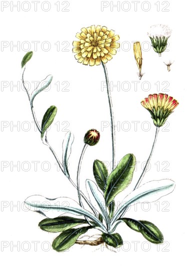 Hieracium pilosella, Mouse-ear hawkweed, digital reproduction of a historical original, between 1790 and 1810